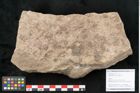 Foto (Objekt + Etikett) von Lepidodendron aculeatum St. (NHMW-GEO-2024-0188-11020)